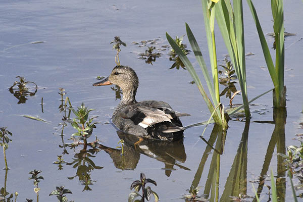 salburua-aves03