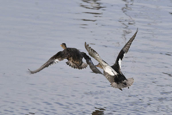 salburua-aves04