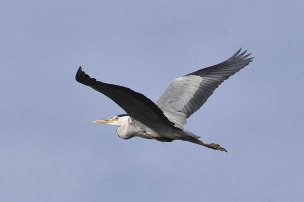 salburua-aves05