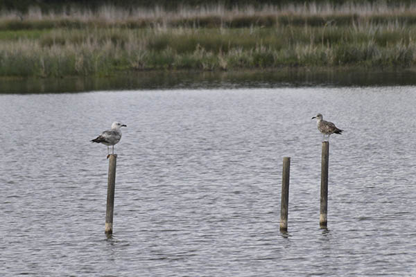 salburua-aves07