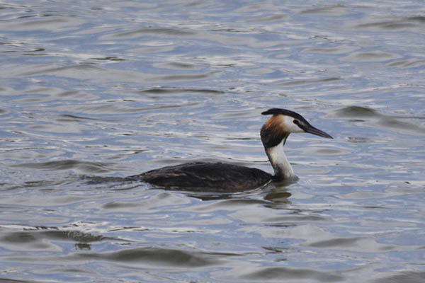 salburua-aves09