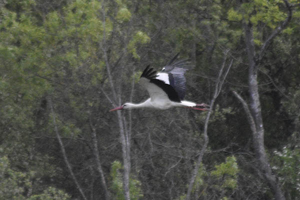 salburua-aves11