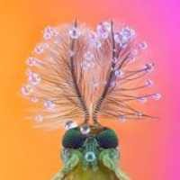 Ajuriaguerra