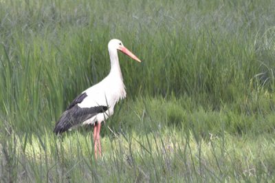 salburua-aves01